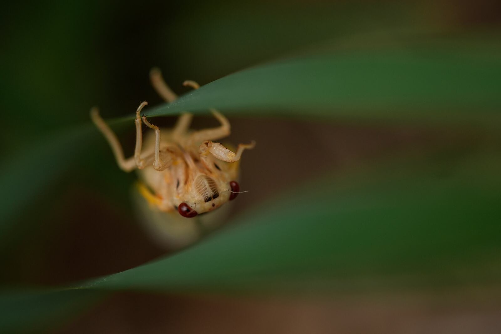 An adult periodical cicada, shortly after shedding its nymphal skin, climbs up iris leaves, Friday, May 16, 2025, in Cincinnati. (AP Photo/Carolyn Kaster)