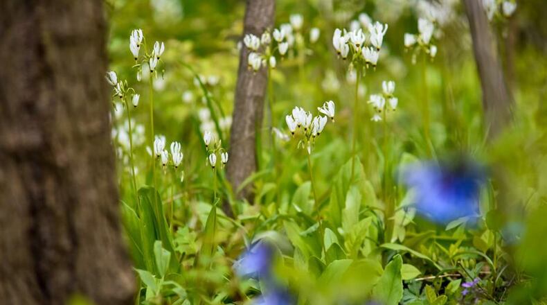 Bull’s Run Nature Sanctuary and Arboretum will hold a Winter Tree ID course at 10 a.m. Jan. 22. Bulls Run Arboretum on Earth Day April 22, 2020 in Middletown. NICK GRAHAM/JOURNAL-NEWS