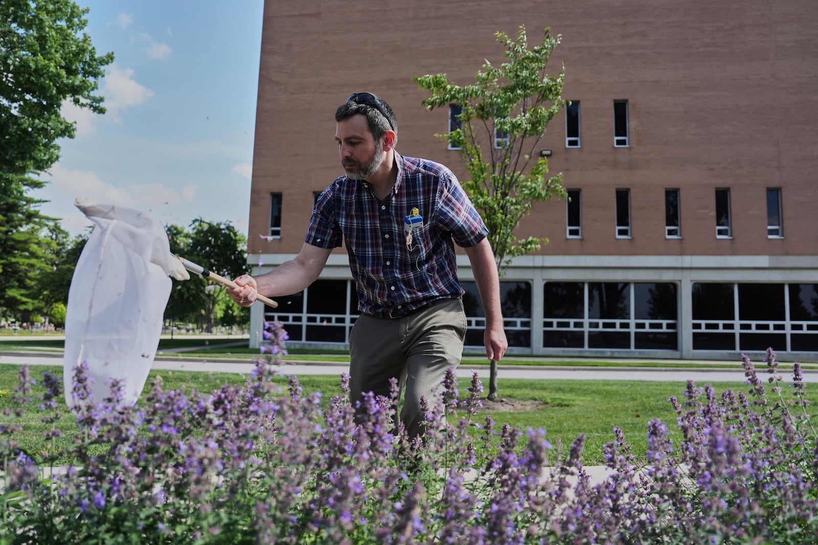 Kevin McCluney, a biology professor, looks for bees to collect Tuesday, June 17, 2025, at Bowling Green State University in Bowling Green, Ohio. (AP Photo/Joshua A. Bickel)