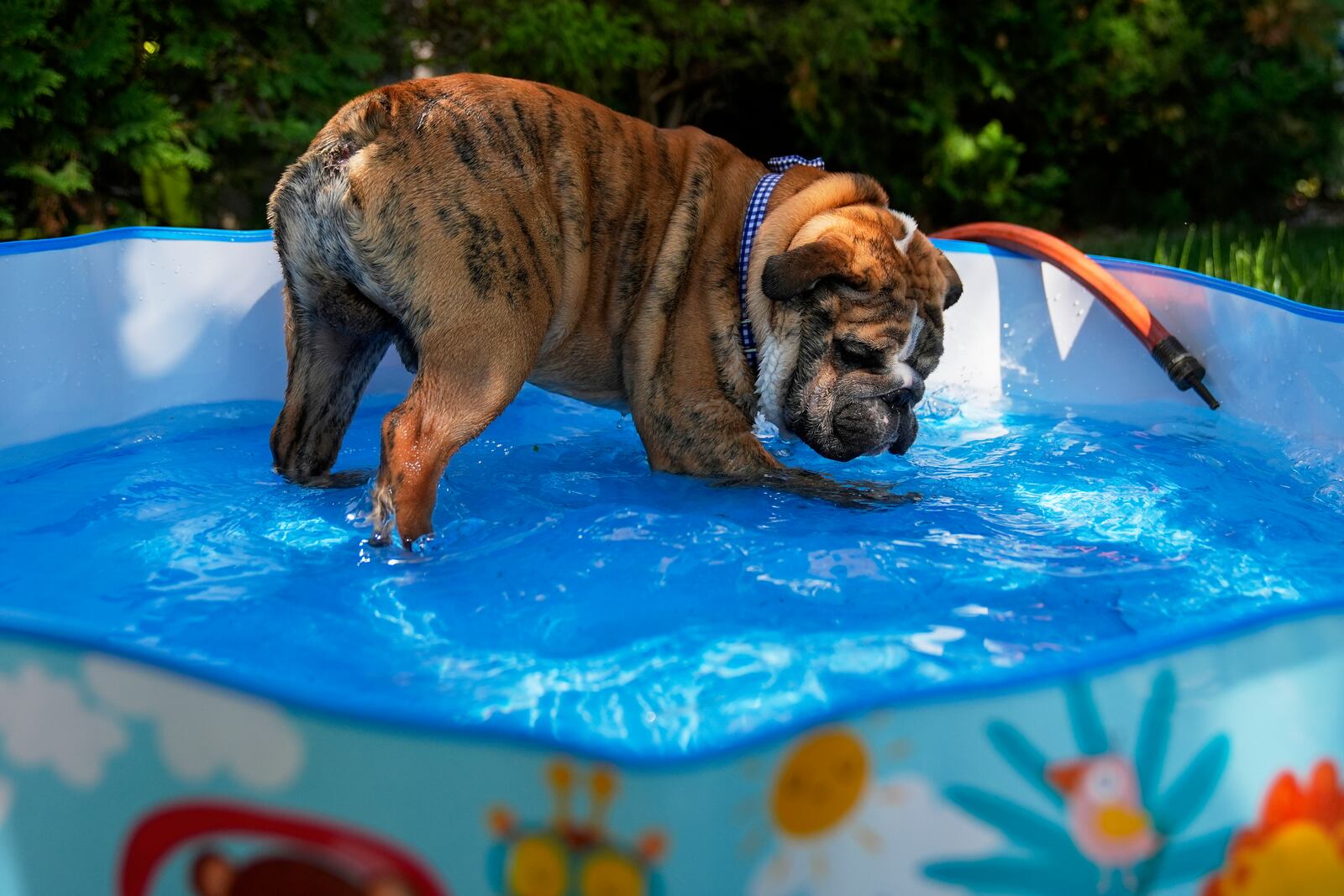 Bubba the English Bulldog plays in a pool in his family's front yard on a hot Friday, June 20, 2025, in Chicago. (AP Photo/Erin Hooley)
