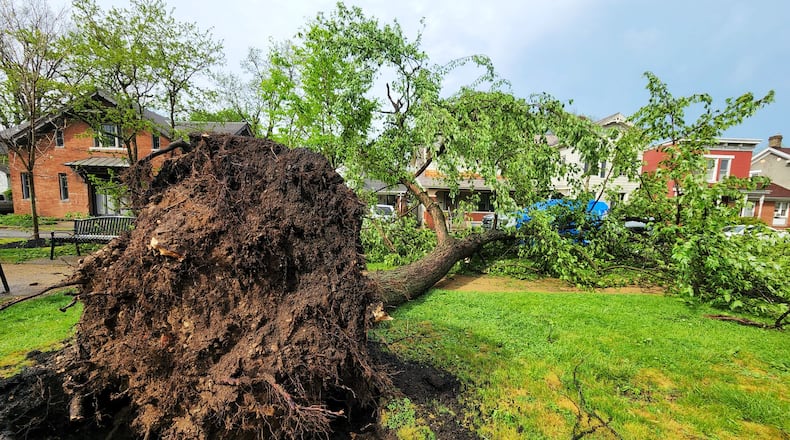Trees down on Buckeye Street in Hamilton. NICK GRAHAM / STAFF
