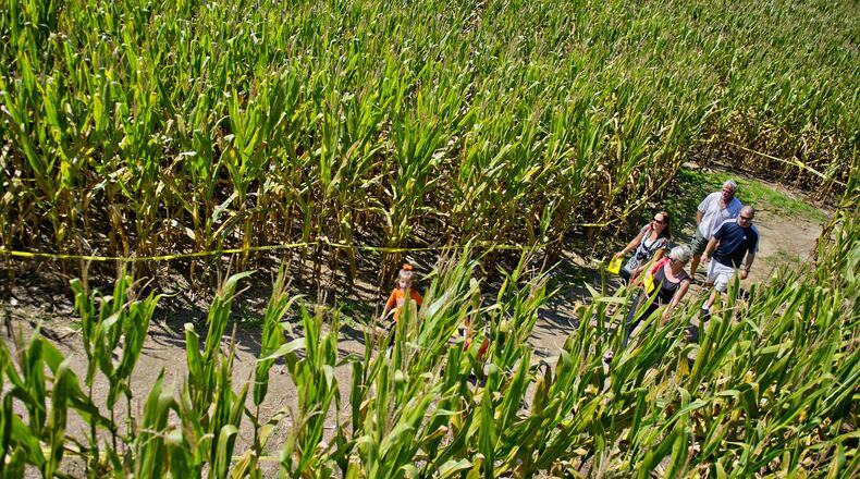 Visitors to the Buford Corn Maze have been getting lost among the many rows of corn for several years now. CONTRIBUTED