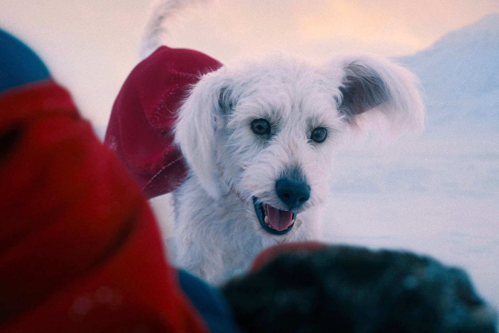 This image released by Warner Bros.Pictures shows Krypto the dog, in a scene from "Superman." (Warner Bros. Pictures via AP)