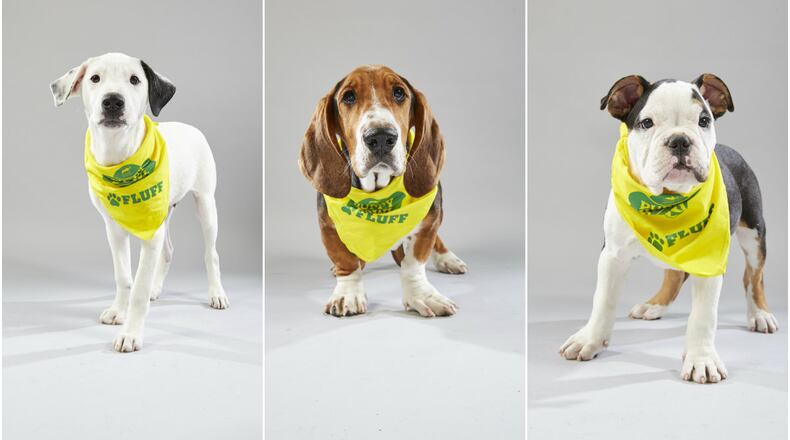 Three puppies from the Butler County Animal Friends Humane Society, Astro, Buford and Smudge will be players in Animal Planet’s Puppy Bowl XV.