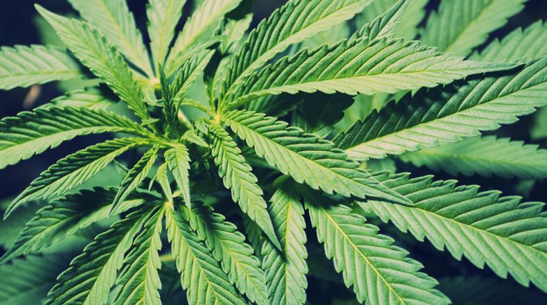 State regulators defend medical marijuana program