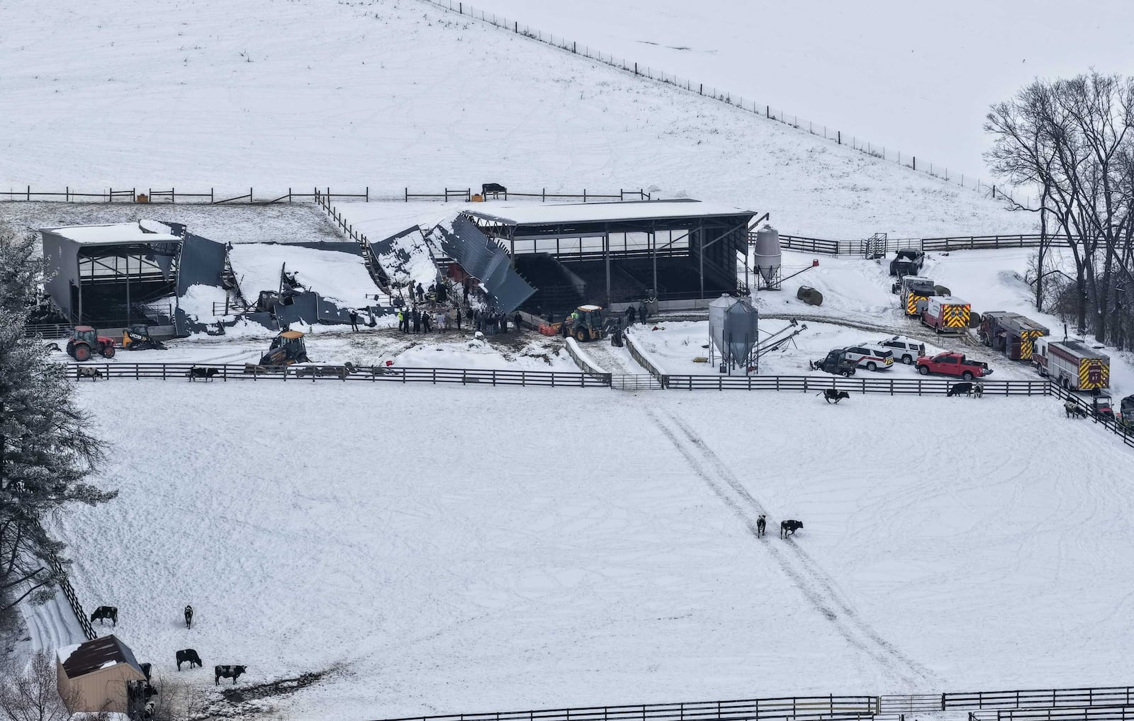 Between 30 to 40 cows were trapped after a barn collapse in Wayne Twp. on Feb. 3, 2026. NICK GRAHAM, STAFF