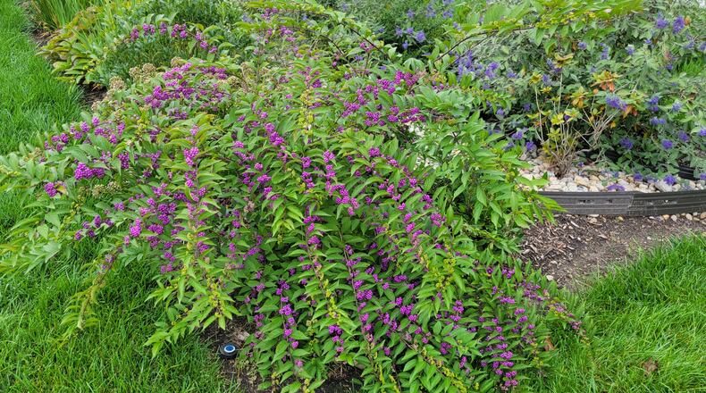 Early Amethyst beautybush with purple fruits is among the newer compact shrubs. CONTRIBUTED