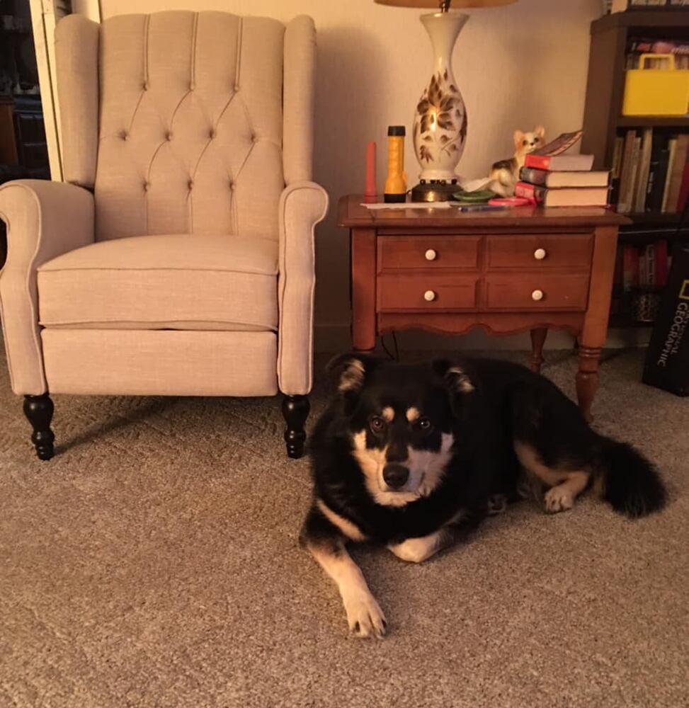 PHOTOS Readers respond to National Black Dog day post with pictures of their pets.