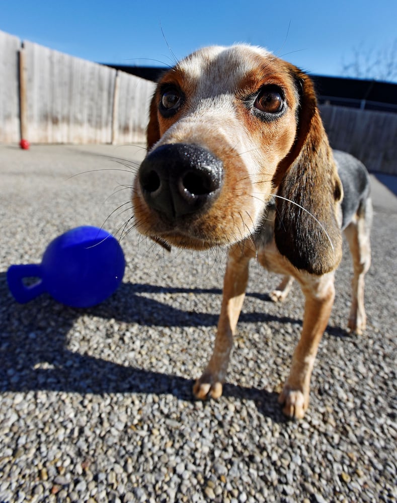 West Chester Pet Resort