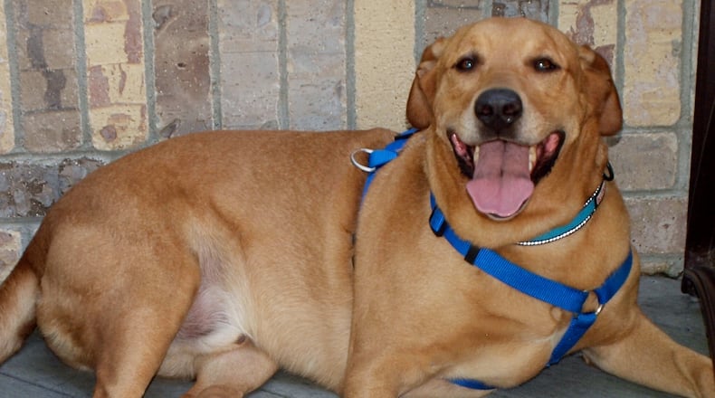 Sully, a Rhodesian ridgeback/lab mix, seemed to be happy all day, every day. KARIN SPICER/CONTRIBUTED