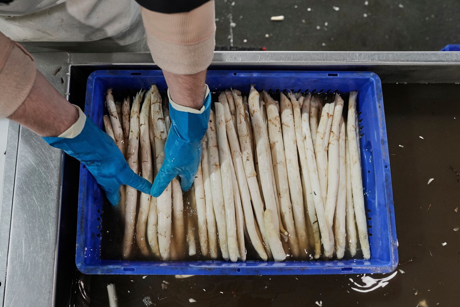 A farm worker washes white asparagus on a farm near Beelitz, Germany, Thursday, April 3, 2025. (AP Photo/Markus Schreiber)