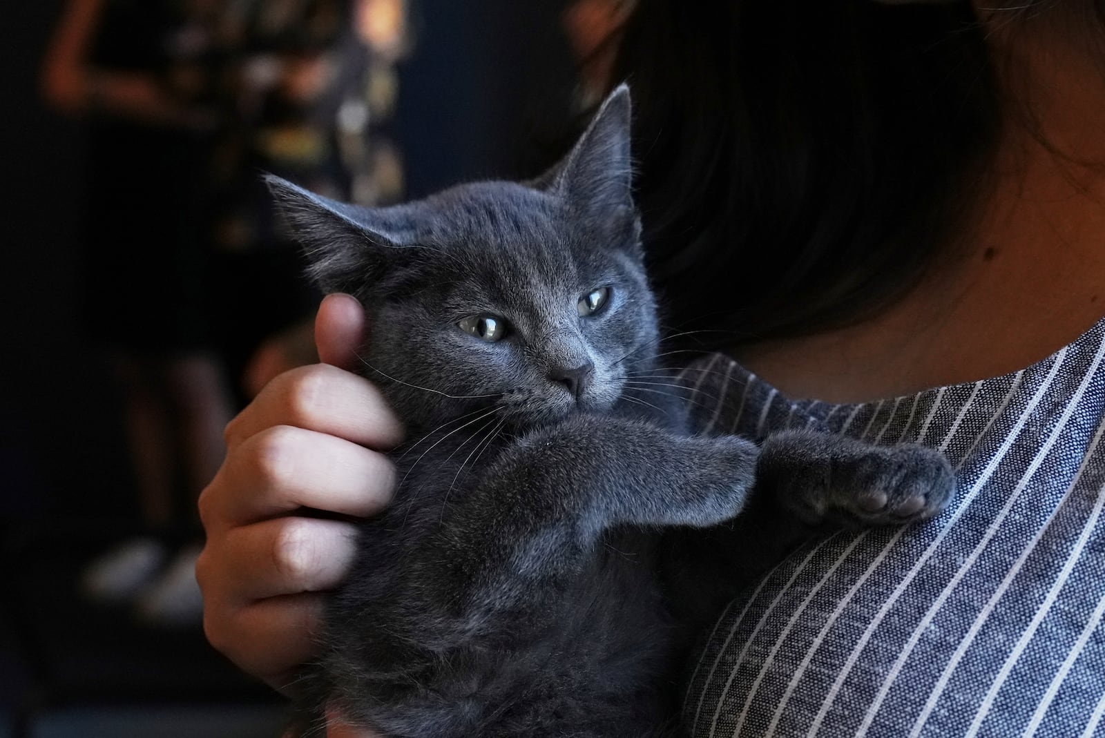 Mallika Sen holds Macaroni the kitten on Wednesday, June 4, 2025, at the Associated Press bureau in New York. (AP Photo/Mary Conlon)