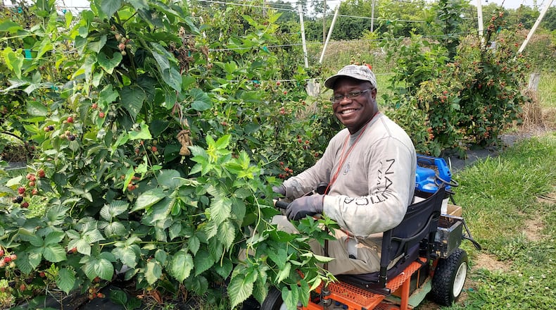 Shelton Williams is an employee at Indian Springs Berry Farm which offers walk-through tours from May through October. CONTRIBUTED
