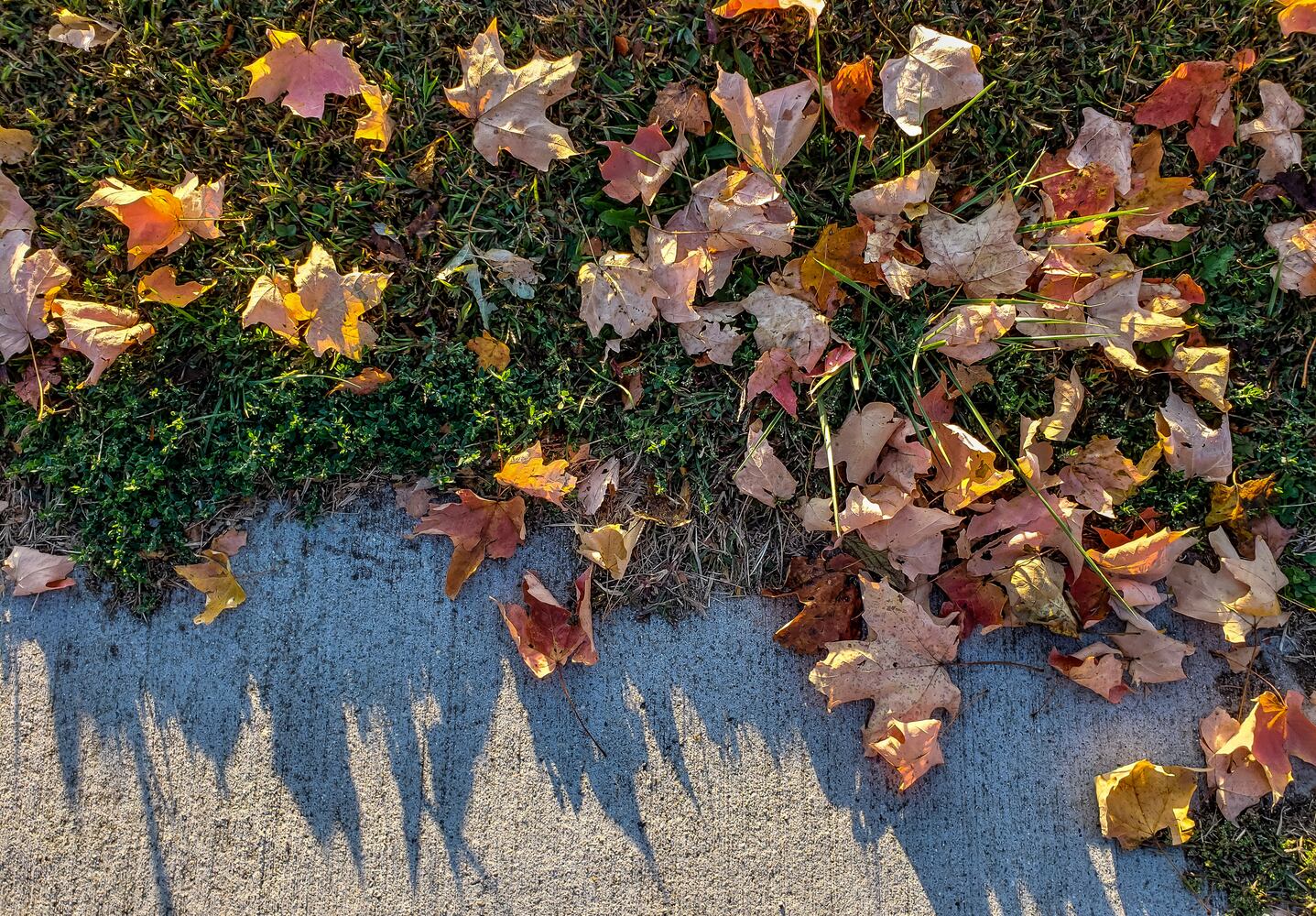 Fall colors October 2020