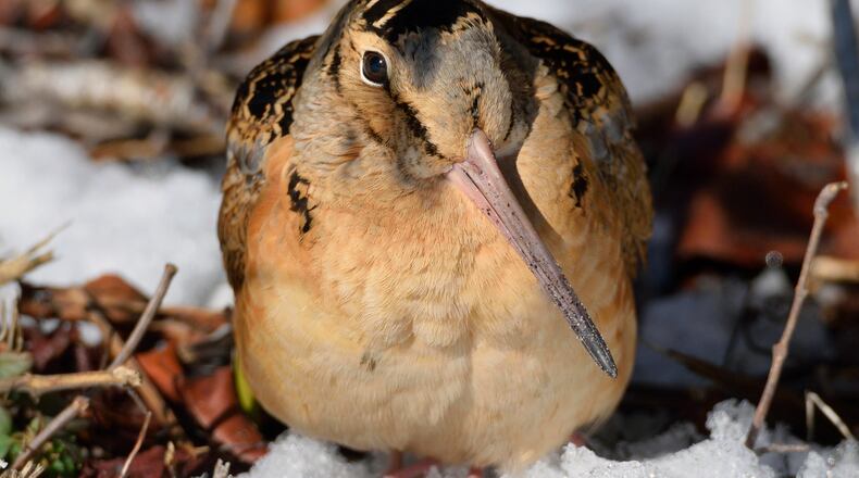 An American Woodcock, Scolopax minor, hunting for grubs in the snow as winter starts to recede. iSTOCK/COX