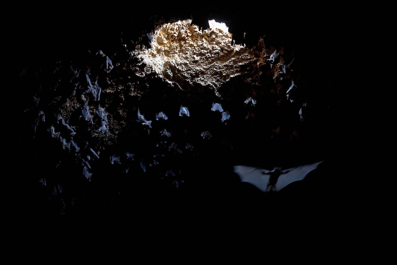 Fruit bats squeak inside in Tinshemet Cave, where archaeologists are excavating one of the world's oldest known burial sites, dating back 100,000 years, near Shoam, Israel, Tuesday, July 15, 2025. (AP Photo/Ariel Schalit)