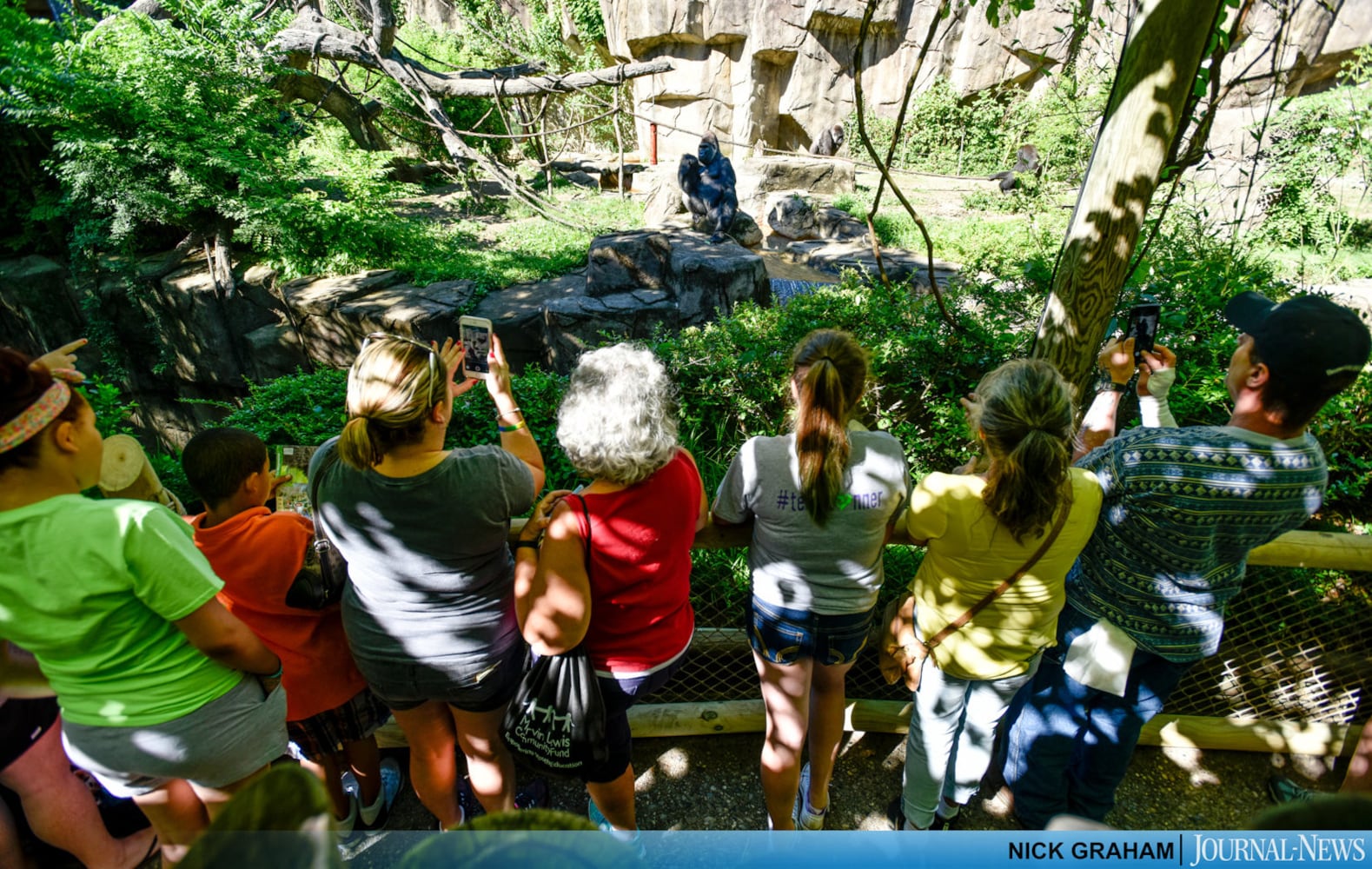 Gorilla Exhibit re-opens