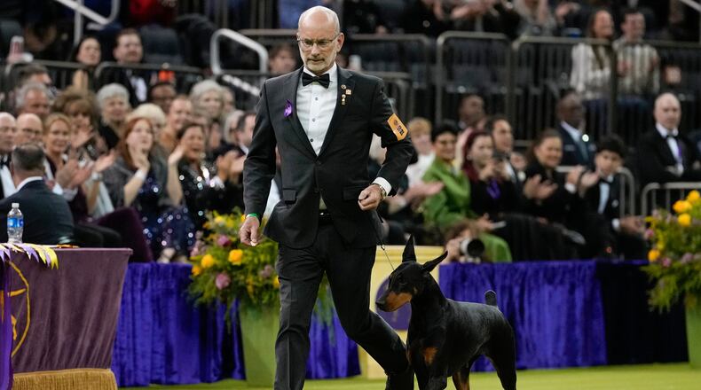 Penny, a doberman pinscher, competes in the Best in Show judging of the 150th Westminster Kennel Club Dog Show, Tuesday, Feb. 3, 2026, in New York. (AP Photo/Yuki Iwamura)