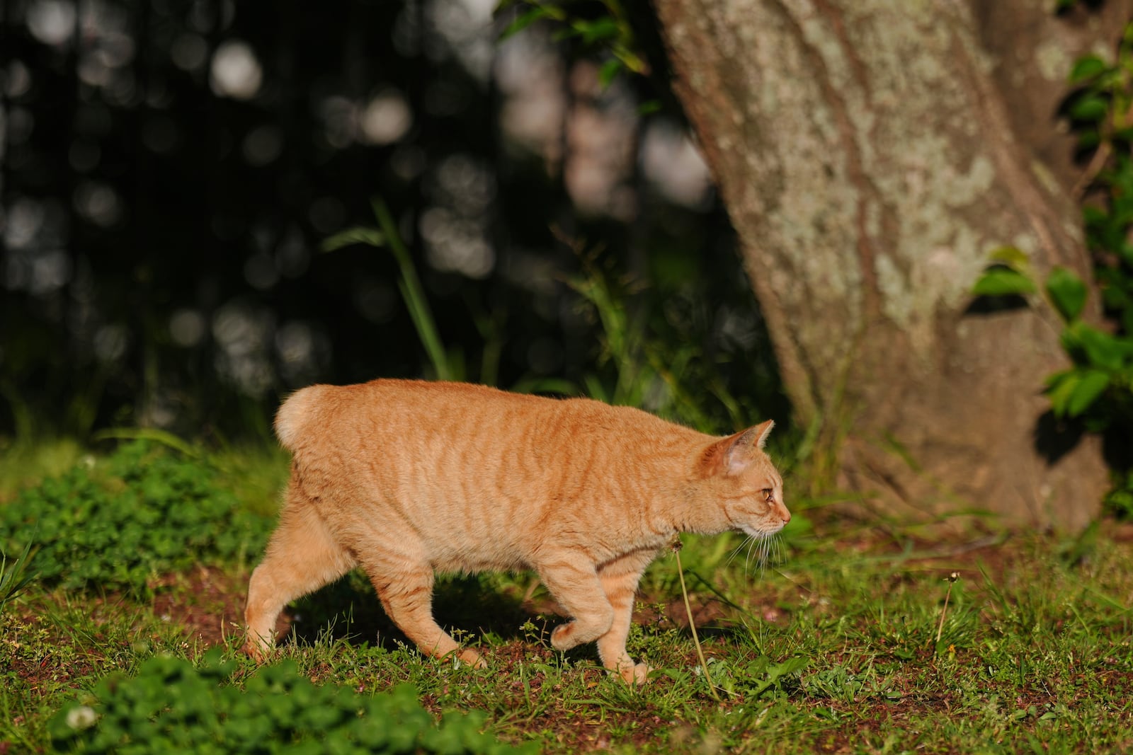 A stray bobtail cat rests at a park in Nagasaki, southern Japan, on April 26, 2025. (AP Photo/Eugene Hoshiko)