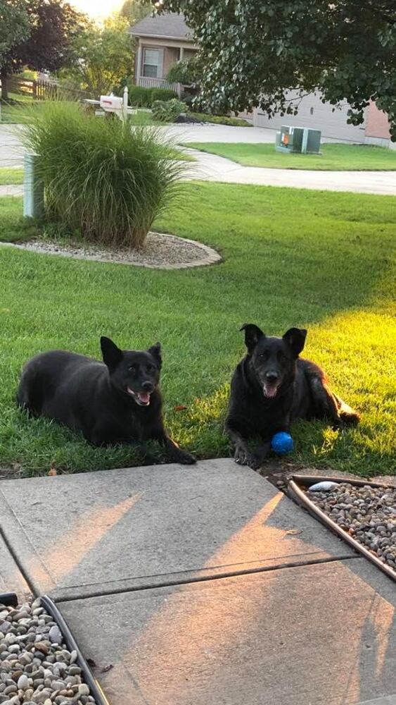 PHOTOS Readers respond to National Black Dog day post with pictures of their pets.