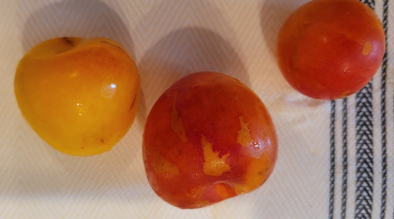 Varieties of plums are sold at the Oxford Farmers Market in the uptown area. CONTRIBUTED