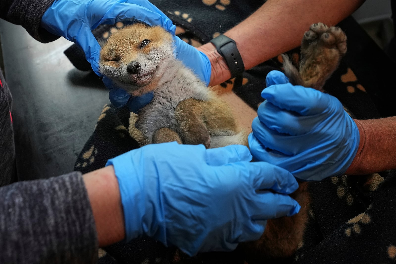 Volunteers examine a fox cub at the hospital run by The Fox Project after being rescued near Tonbridge, England, Thursday, May 22, 2025. (AP Photo/Frank Augstein)