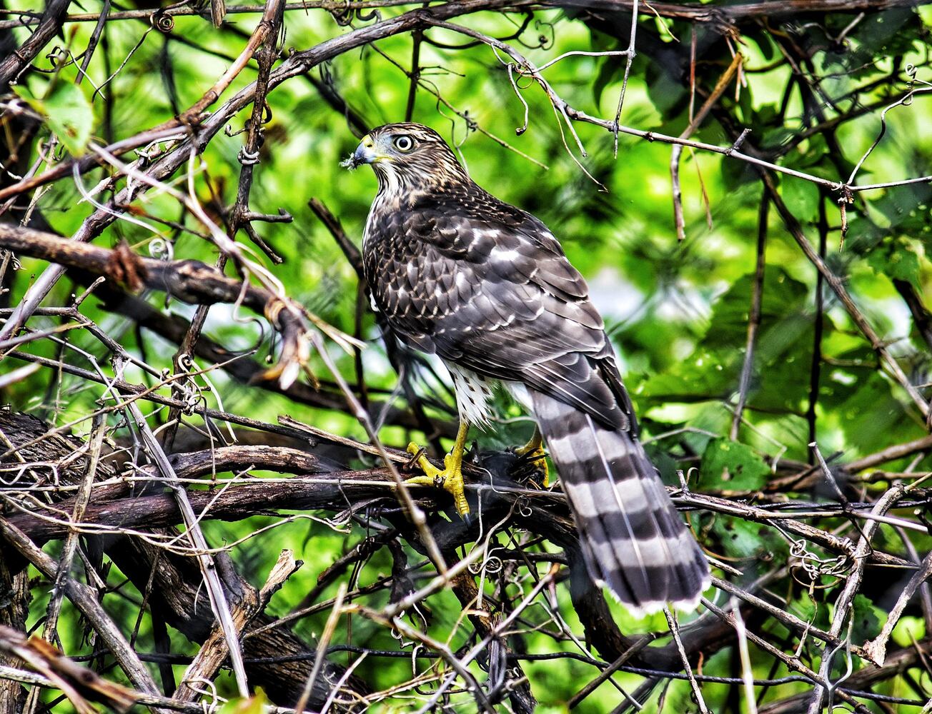 Hawk in tree