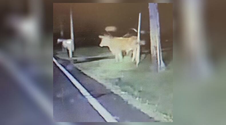 Three Texas longhorn cows eluded capture in Fairfield Twp. on Monday. FAIRFIELD TWP. POLICE DEPARTMENT