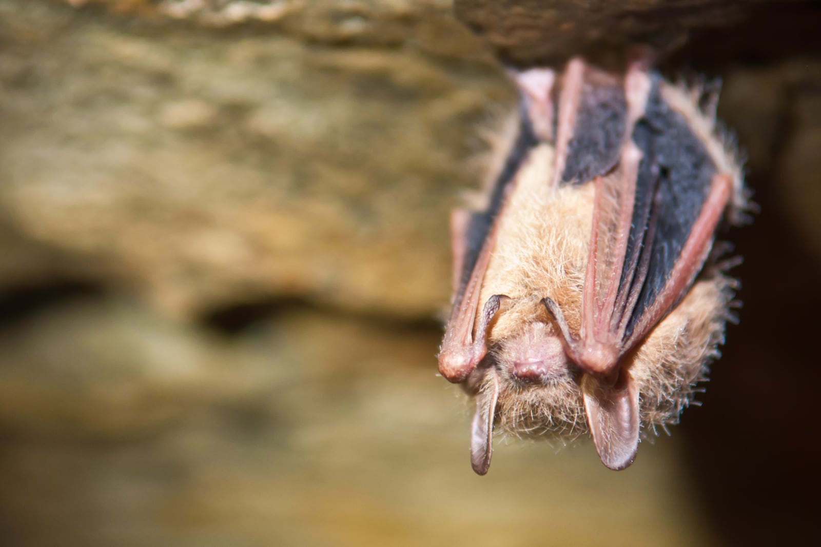 A close up of a Tri-colored Bat. iSTOCK/COX