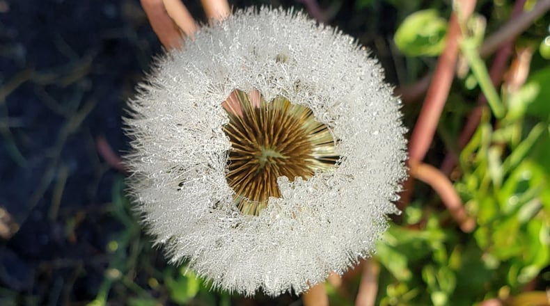 Dandelion at the seed head stage.