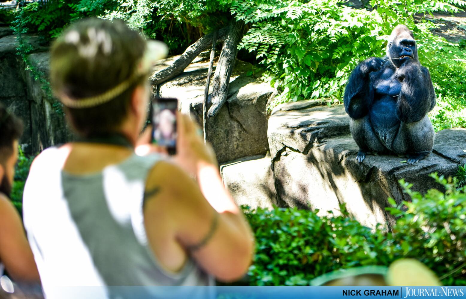 Gorilla Exhibit re-opens