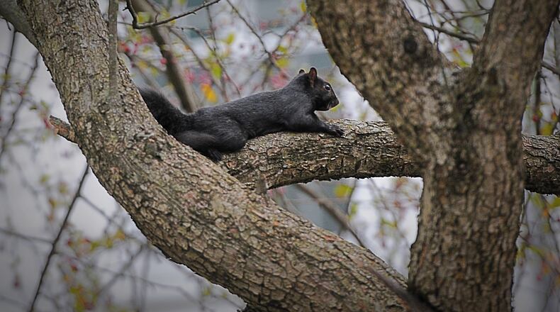 A black squirrel is up in a tree in Xenia. MARSHALL GORBY / STAFF