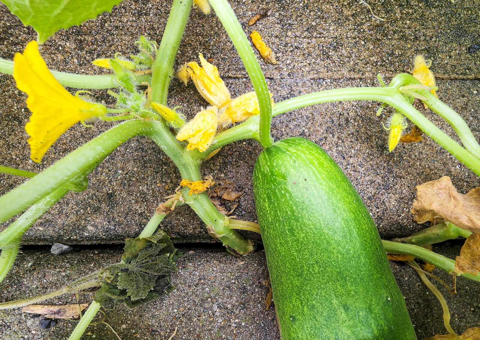 Edith Miller, from Liberty Township, has a cucumber plant growing up through a crack in back patio. NICK GRAHAM/STAFF