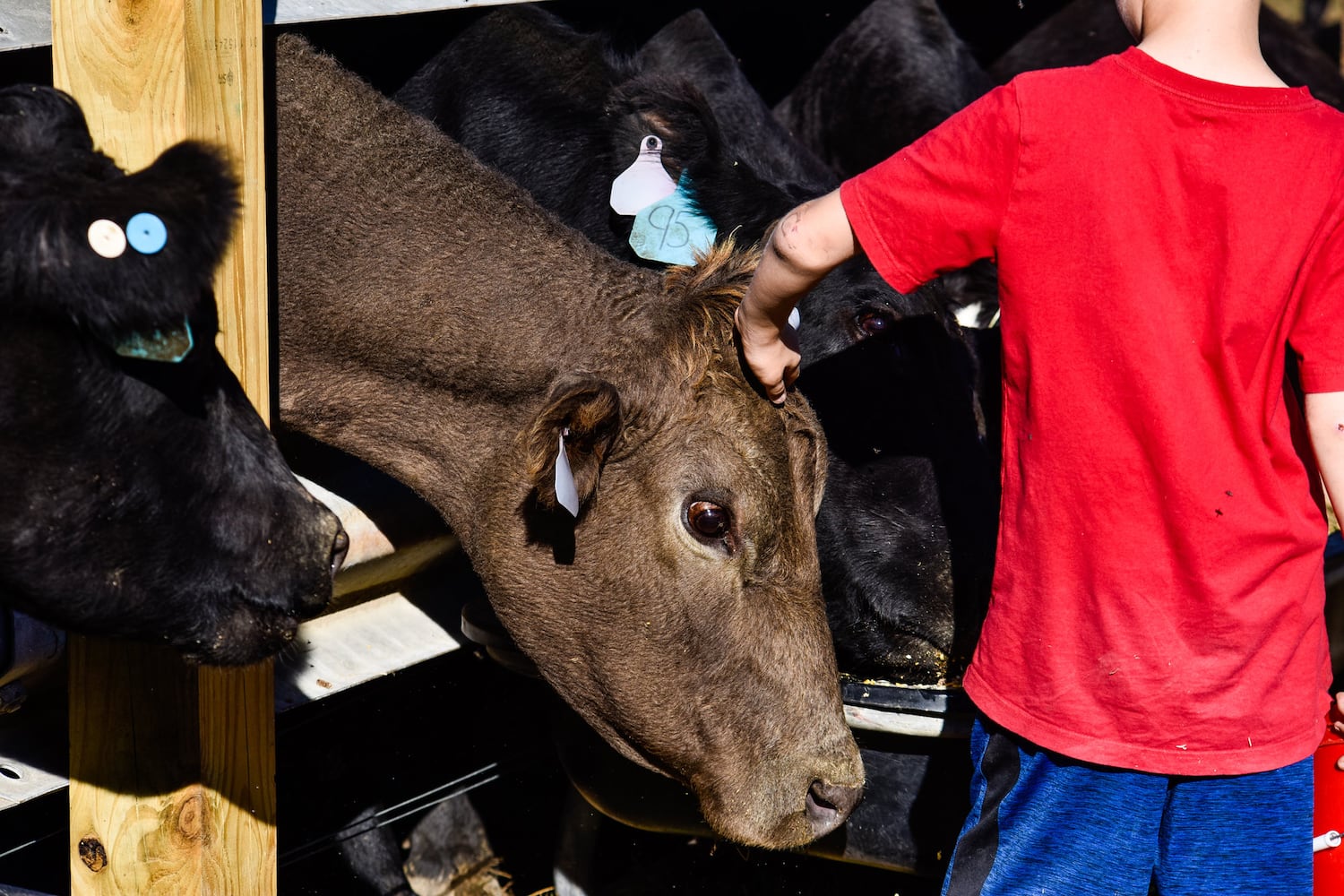 Jackson Family Farm offers visitors a chance to learn about farm life