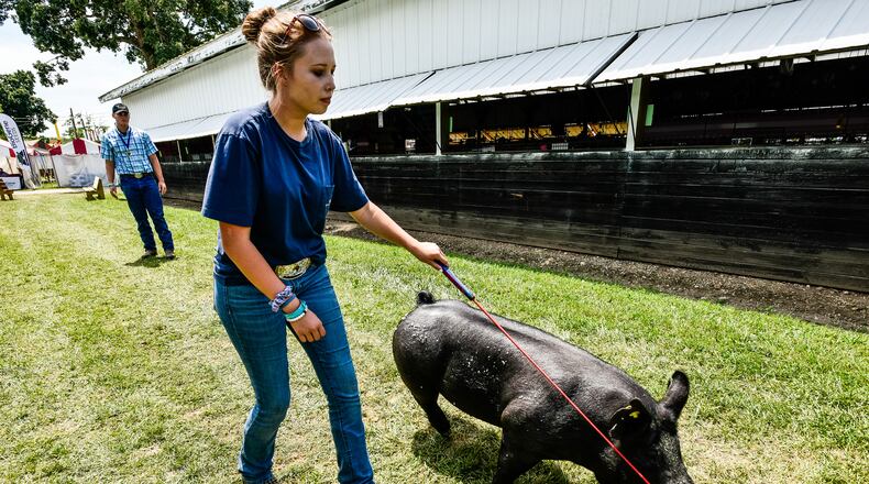 Fair King Dalton Norris teaches Allison Gentry how to show his pig, Baked Beans, during the Butler County Fair Thursday, July 26 at the Butler County Fairgrounds in Hamilton. Gentry won horses class and will show a variety of animals in the Showman of Showmen Friday evening. NICK GRAHAM/STAFF