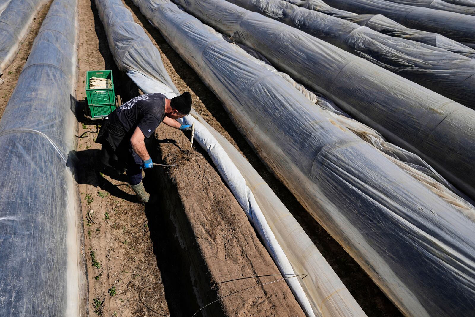 A farm worker cuts white asparagus in a field near Beelitz, Germany, Thursday, April 3, 2025. (AP Photo/Markus Schreiber)