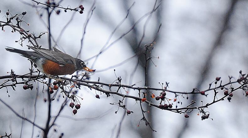 A robin enjoys lunch on a winter morning in Fairborn. MARSHALL GORBY\STAFF