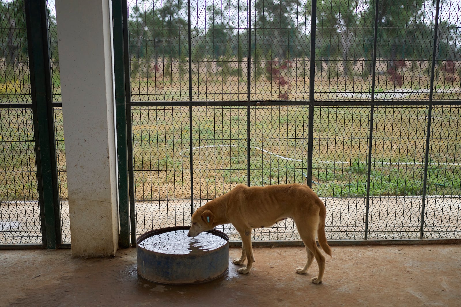 A dog drinks water inside a center for neutering and vaccinating strays dogs on the outskirts of Rabat, Morocco, Thursday, May 15, 2025. (AP Photo/Mosa'ab Elshamy)
