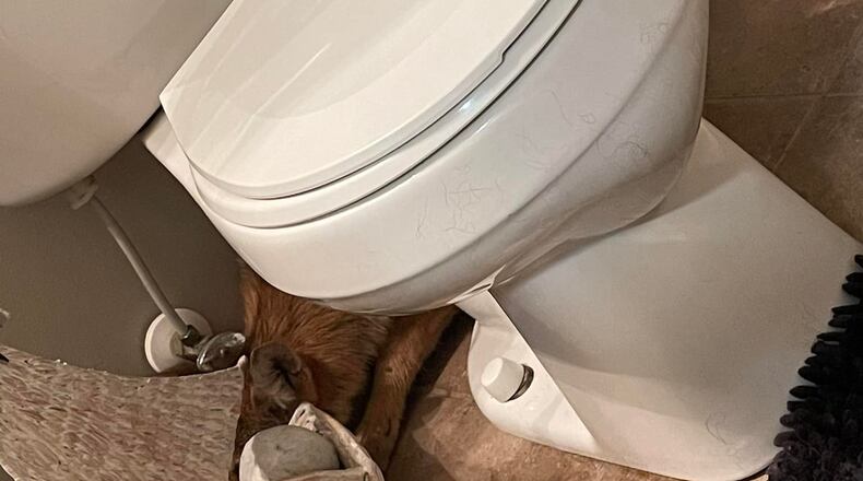 A coyote was found hiding in the bathroom Friday morning, Sept. 9, 2022, in a Trenton home. Courtesy Trenton Police Department/Facebook
