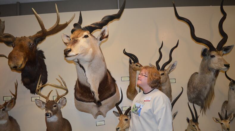 Hefner Museum of Natural History educator Julia Robinson looks at a Lord Derby’s Eland in the museum's room of animals from around the world.