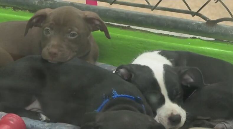 Cincinnati Animal CARE is putting out an urgent call to find homes for dozens of dogs as the animal shelter continues to be over capacity. CONTRIBUTED