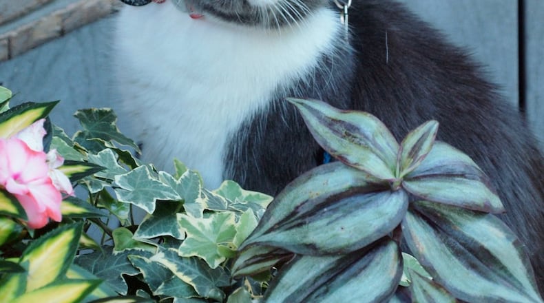 Abby the Brilliant. KARIN SPICER/CONTRIBUTED