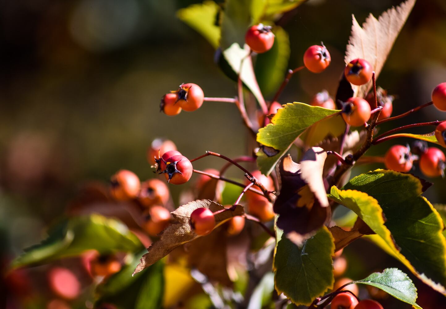 Fall colors October 2020