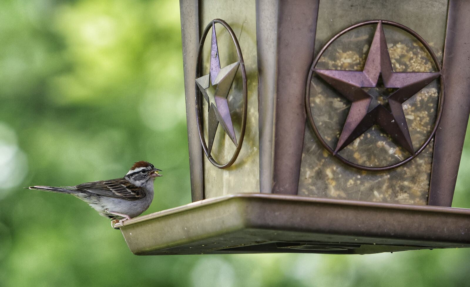 People locally should take down their bird feeders and bird baths to stop spread of a mystery disease among birds, and clean the feeders and baths with a solution of water and 10 percent bleach. NICK GRAHAM/STAFF