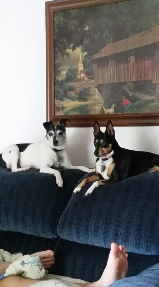 PHOTOS Readers respond to National Black Dog day post with pictures of their pets.