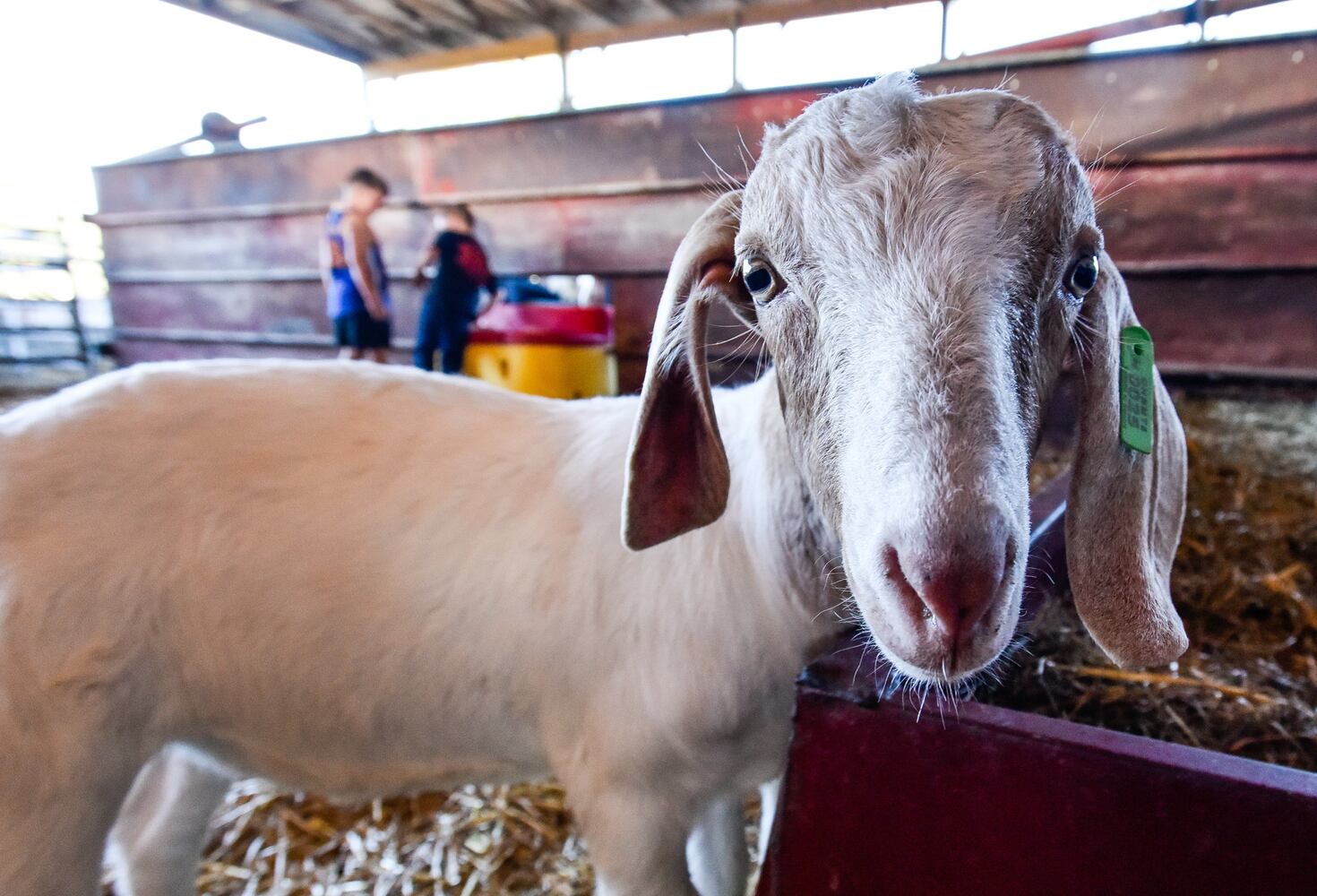 Jackson Family Farm offers visitors a chance to learn about farm life