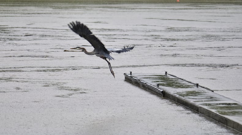 A great blue heron takes flight from the boat ramp of Acton Lake at Hueston Woods State Park as rain falls causing flooding in the area Thursday, June 3, 2021. NICK GRAHAM / STAFF
