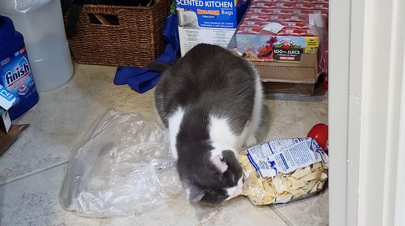 Pip trying to open the noodle bag. CONTRIBUTED