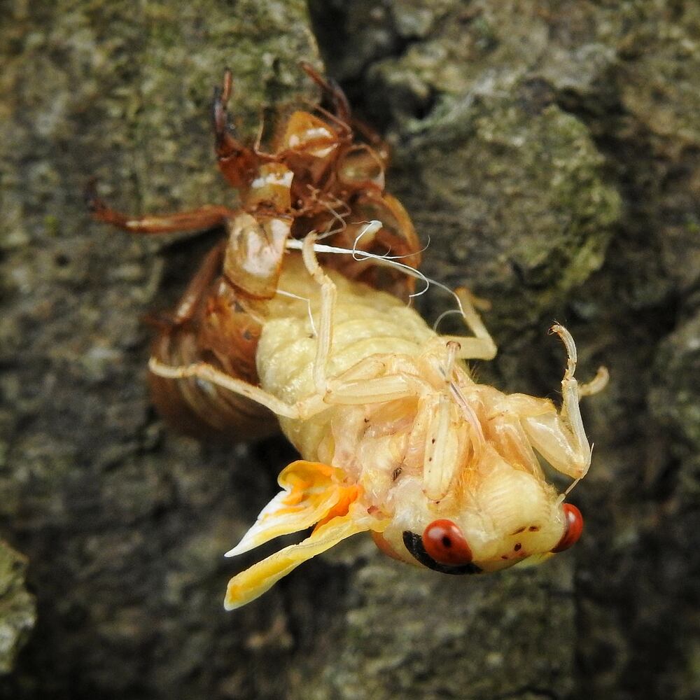 052221 cicadas