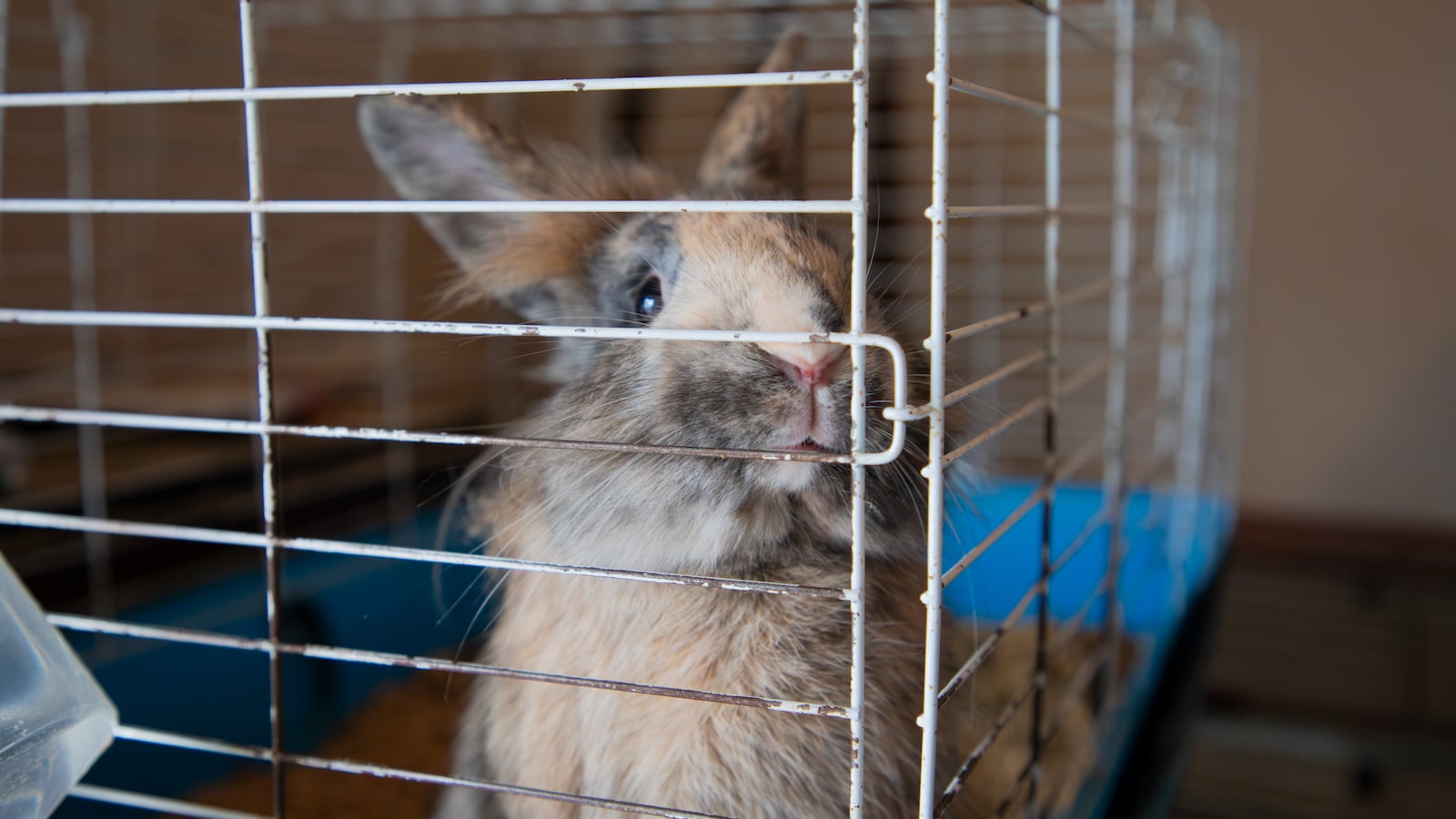 One of four rabbits rescued by Humane Society of Greater Dayton agents looks on from its cage. Agents removed 137 animals from a home as part of a neglect investigation on March 5, 2026. Photo courtesy the Humane Society of Greater Dayton.